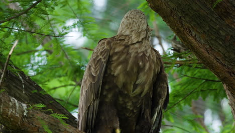 Eurasian-Sea-Eagle-or-White-tailed-Eagle-Sitting-on-Tree-Branch-Hunting-Looking-Around