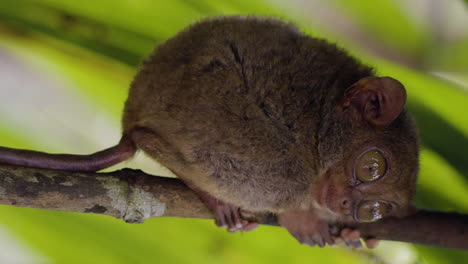 Vertical-close-up-shot-of-a-small-Tarsier-grasping-onto-a-branch-with-eyes-wide-open