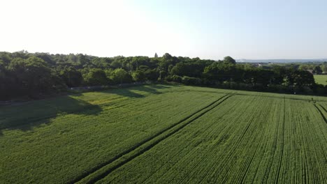 Aerial-view-green-organic-wheat-crops-field-furrow-on-English-farmland-during-early-morning-sunrise