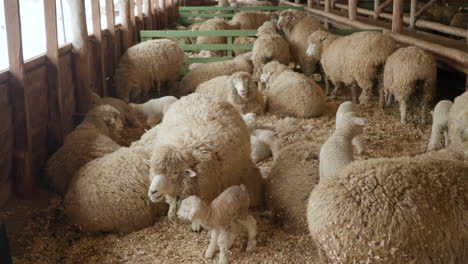 Merino-sheep-herd-and-baby-lambs-inside-wooden-stall-on-a-farm