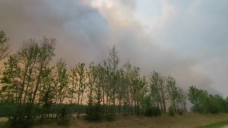 Thick-wildfire-smoke-plumes-in-sky-amongst-forested-cow-field-and-forest