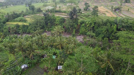 Terrazas-De-Cultivos-De-Una-Granja-De-Aldeanos-De-Estilo-Balinés-En-Medio-De-Palmeras-Y-Paisajes-De-Colinas-Brumosas-Verdes-Tropicales-En-Sideman,-Isla-De-Bali,-Indonesia