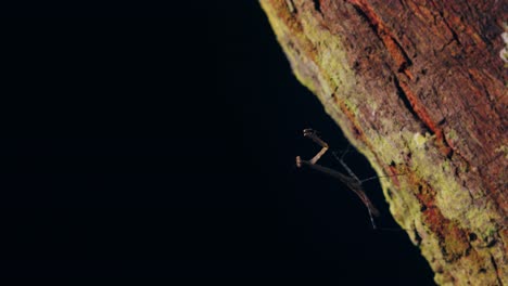 A-small-brown-praying-mantis-walks-on-the-trunk-of-a-tree-in-the-rainforest
