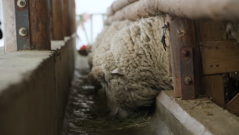 Merino-sheep-eating-dried-hay-in-a-barn-on-farm---face-close-up