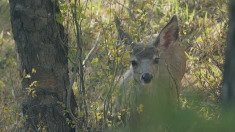 Female-mule-deer-in-forest-looking-curiously-at-camera