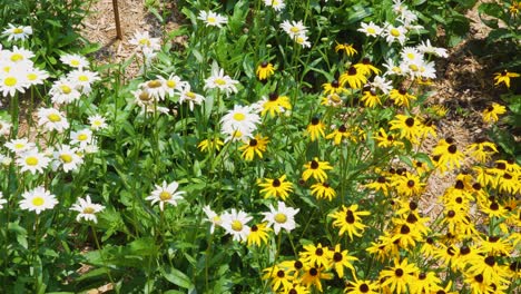 Mittlere-Aufnahme-Von-Sonnenblumen-Und-Gänseblümchen