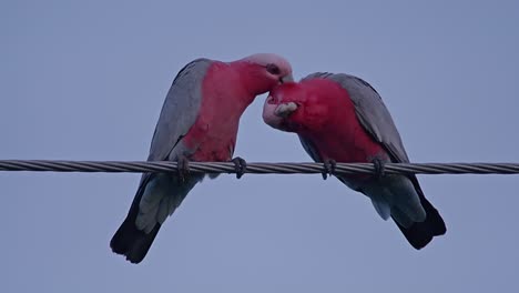 Sweet-pair-of-Galahs-pruning-feathers-and-grooming-at-dusk