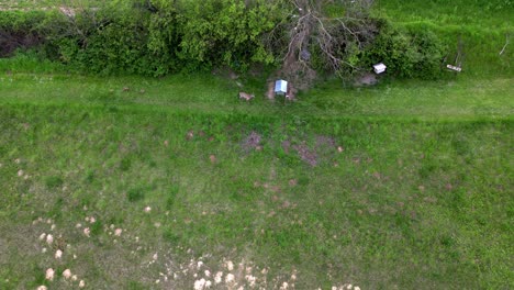 Overhead-View-Of-Pheasant-Birds,-Deer,-And-Pigeons-Feeding-On-The-Grassland
