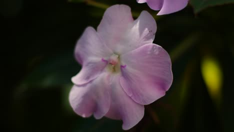 Nahaufnahme-Einer-Rosafarbenen-Und-Violetten-Blume,-Die-Sich-Im-Wind-Im-Baumschatten-Wiegt