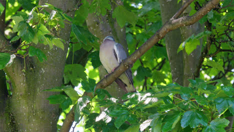 Common-Wood-Pigeon-perched-in-a-tree-high-up-on-a-swaying-branch