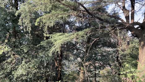 Nahaufnahme-Eines-Baumes-Mit-Blättern,-Die-In-Der-Leichten-Brise-In-Indien-Wehen