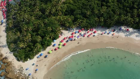 Rising-aerial-drone-bird's-eye-extreme-wide-shot-of-the-tropical-Coquerinhos-beach-with-colorful-umbrellas,-palm-trees,-golden-sand,-turquoise-water,-and-tourist's-swimming-in-Conde,-Paraiba,-Brazil