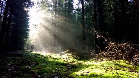 Spektakulärer-Lichtstrahl-Im-Wald-Am-Frühen-Morgen,-Silhouette-Eines-Mannes-Zeigen