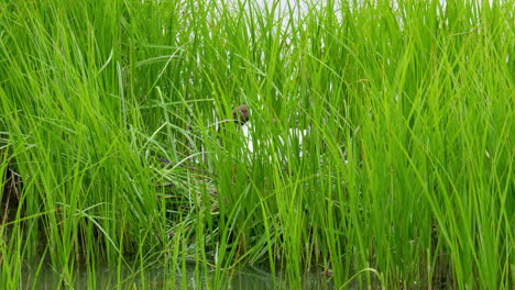 Nesting-Gulls-amongst-the-marsh-reeds-on-a-lakeside-shallow
