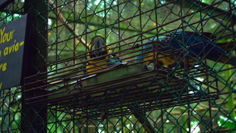 Rehabilitierung-Gefährdeter-Großer-Aras-In-Costa-Rica