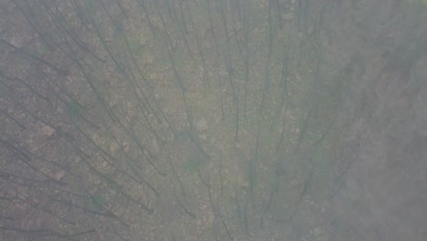 Woodland-floor-with-trees-on-foggy-day,-aerial-top-down-view