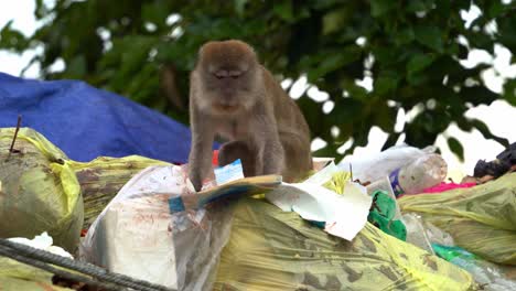 A-wild-crab-eating-macaque,-also-known-as-long-tailed-macaque-rummages-through-mountain-of-rubbish,-searching-for-food-in-landfill-site