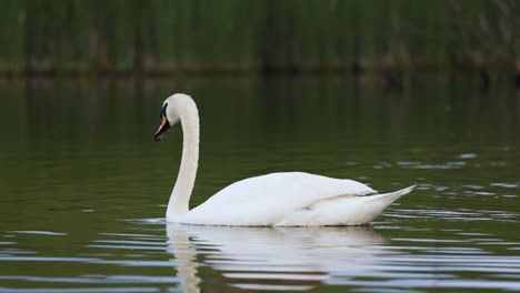 Close-up-of-a-white-adult-swan-swim-on-calm-lake-reflection-with-bokeh-background