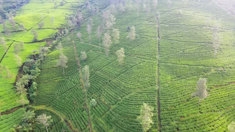 Bird-eye-drone-shot-of-green-tea-plantation-on-the-mountain-slope-in-the-morning