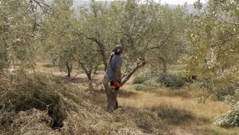 Man-pruning-olive-tree-with-chainsaw