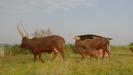 General-slow-motion-shot-of-two-large-ankole-watusi-cows-with-huge-horns-walking-through-a-green-field
