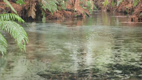 Unterirdische-Quelle-Mit-Kristallklarem-Wasser,-Das-Durch-Einen-Mammutbaumwald-Fließt