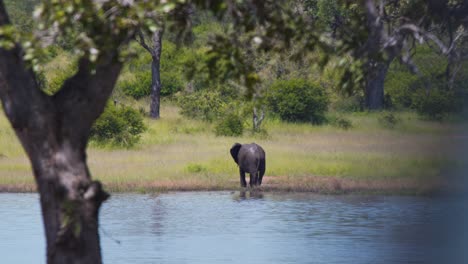 Afrikanischer-Elefant-Besprüht-Sich-Am-Ufer-Des-Savannah-Lake-Mit-Wasser