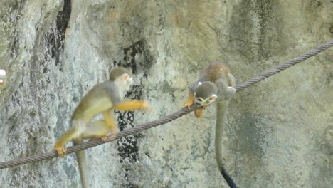 Three-Saimiri-or-Squirrel-Monkeys-Playing-Hanging-and-Walking-on-Long-Rope-in-Seoul-Children's-Park