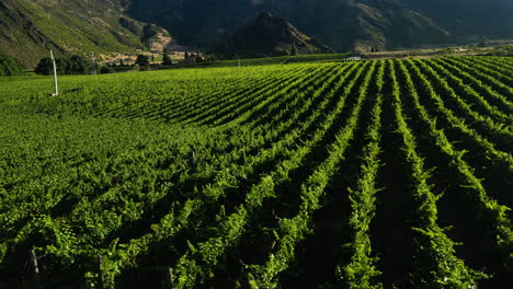 Rows-of-green-grape-vines-growing-in-summer-sunlight-in-Gibbston-valley,-New-Zealand