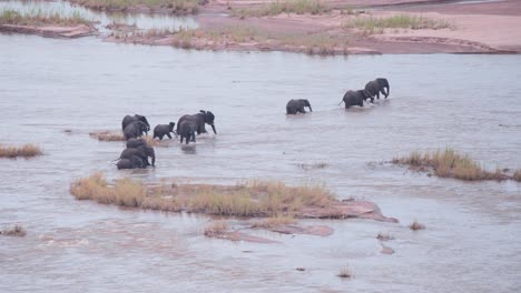 Manada-De-Elefantes-Africanos-Cruzando-Un-Río-Ancho-Con-Islotes,-Yendo-A-La-Orilla
