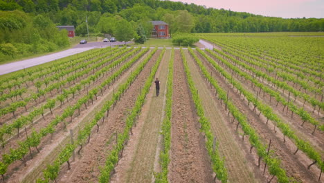 A-man-runs-through-the-rows-of-grapes-on-a-vineyard