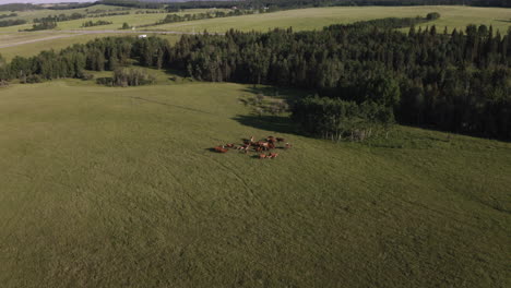 Aerial-view-of-cowboys-herding-cattle-on-a-ranch