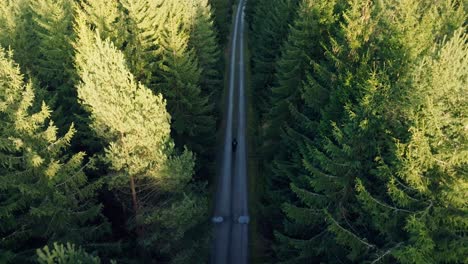 Drone-view-of-a-man-with-a-backpack-walking-along-a-straight-path-through-a-sunlit-forest