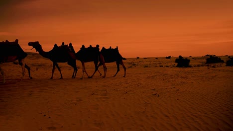 Arab-male-in-white-thawb-walking-away-with-camels-in-red-sunset-desert