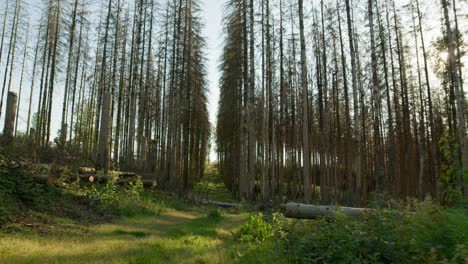 Dead-dry-spruce-forest-hit-by-bark-beetle-in-Czech-countryside-with-fell-down-trunks-in-the-foreground