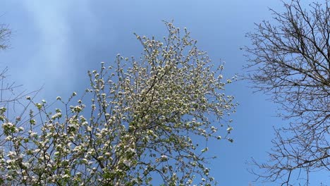 Cielo-Azul-Nubes-Blancas-Y-Pájaros-Volando-Cantando-Mirar-Hacia-Arriba-árboles-Altos-En-El-Bosque-Vida-De-Pueblo-De-Montaña-En-El-Campo-Junto-Al-Río-Corriente-De-Agua-De-Las-Tierras-Altas-En-Primavera-Temporada-De-Verano-Vida-Local