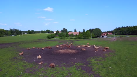 Best-aerial-top-view-flight-herd-of-cows-on-Pasture-meadow,-czech-republic-in-Europe,-summer-day-of-2023