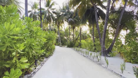 Paseo-Relajante-En-Las-Maldivas-En-Un-Camino-De-Arena-Enclavado-Entre-Majestuosas-Palmeras-Y-Disfrute-De-Las-Delicias-Escénicas-De-La-Isla,-Arena-Blanca-Y-Suave-Y-Follaje-Verde-Esmeralda-Arriba