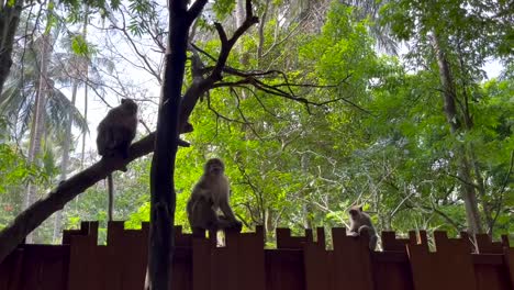 Macaque-monkeys-along-a-fence-along-Monkey-Trail-Ao-Nang,-Krabi,-Thailand