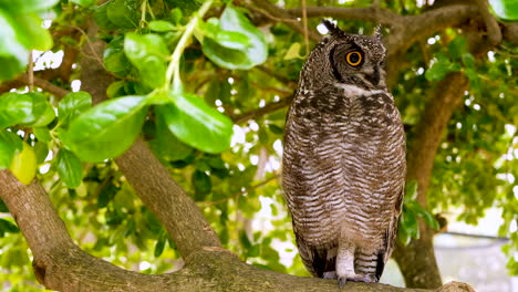 Spotted-Eagle-Owl-balancing-on-one-leg-opens-and-closes-its-beak,-looks-around