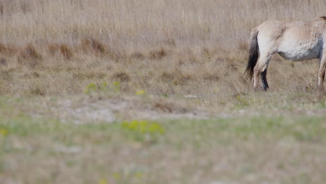 Close-up-of-a-wild-Przewalksi-horse-walking-across-prairie