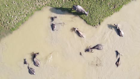 Buffalos-swimming-inside-muddy-water-waterhole,-top-down-aerial-view,-rotate