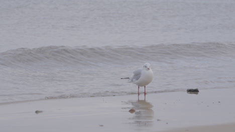 Seagull-stands-on-the-seashore-against-the-backdrop-of-the-rolling-sea