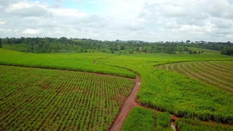 Flight-Over-Scenic-Tea-Farm-In-Uganda---drone-shot