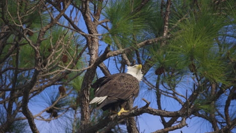 bald-eagle-swaying-in-wind-in-pine-tree-slow-motion