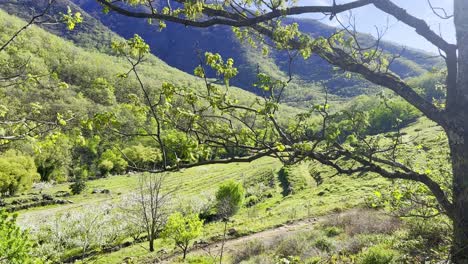 Schwenken-Sie-Mittags-Hinter-Schattenspendenden-Bäumen-Auf-Einem-Kopfsteinpflasterweg-über-Das-Valle-Del-Jerte