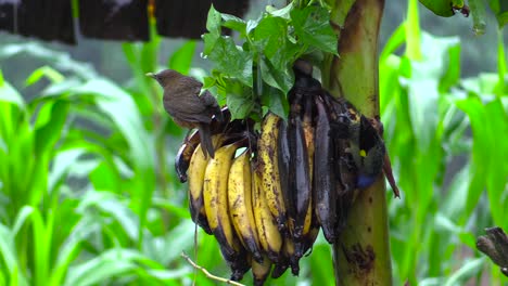 Regen-Mit-Vögeln,-Die-Sich-Von-Bananenpflanzen-Ernähren