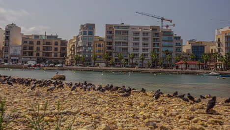 Pigeons-sit-on-the-coast-of-Valleta-on-the-Mediterranean-Sea-in-Malta