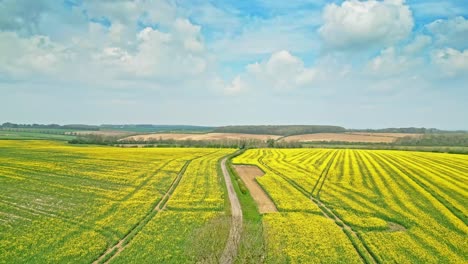 A-breathtaking-panoramic-view-of-a-yellow-rapeseed-crop-in-slow-motion-with-a-country-road-and-trees-in-the-background-captured-by-a-drone