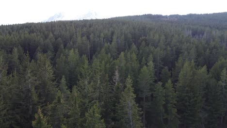 Filmischer-Drohnenclip-über-Den-üppigen-Wäldern-Auf-Den-Vitosha-Bergen-In-Sofia,-Bulgarien